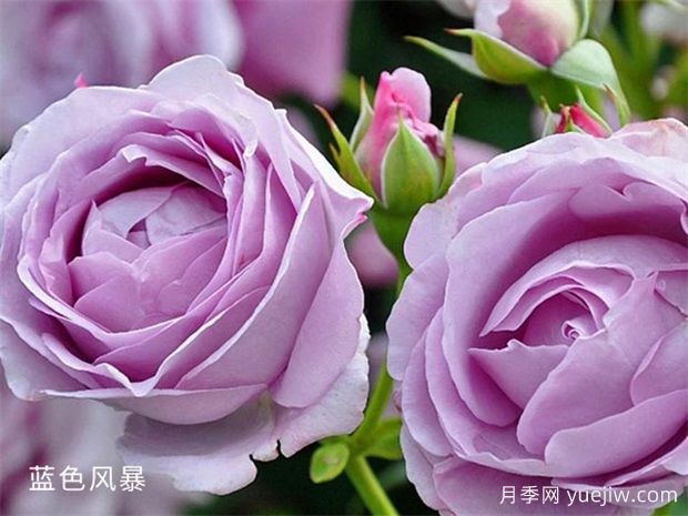 藍色風暴月季養(yǎng)護辦法，花開后很迷人(圖1)