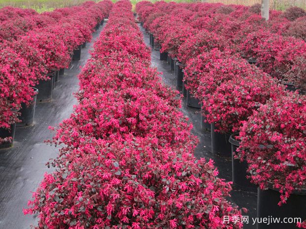 園林精品彩葉球類植物匯總(圖2)