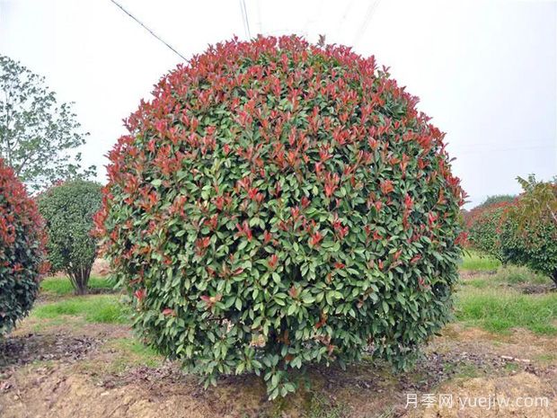 園林精品彩葉球類植物匯總(圖1)