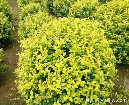 園林精品彩葉球類植物匯總(圖3)