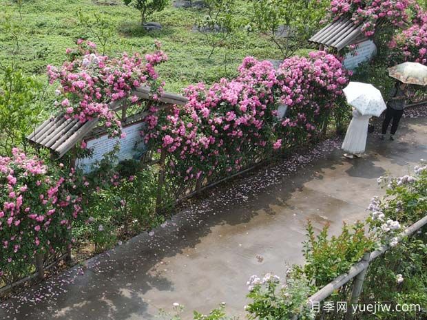 瀘州合江忠孝佛手園，月季花開美景入畫來(圖1)