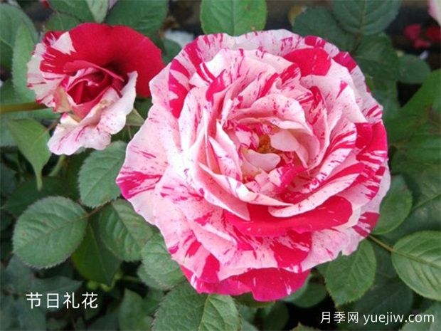 瀘州龍馬潭月季花綻放，繽紛絢麗火出圈(圖1)