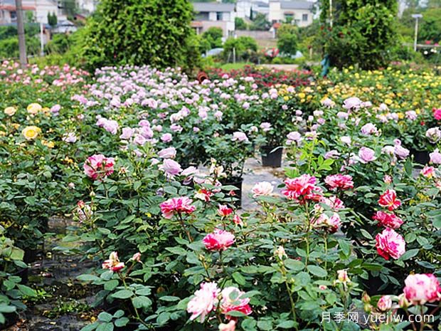 瀘州龍馬潭月季花綻放，繽紛絢麗火出圈(圖2)