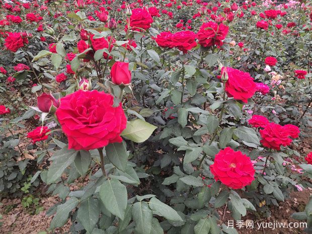 德陽(yáng)市花月季擴(kuò)大種植，打造城市綠化風(fēng)景線(圖1)