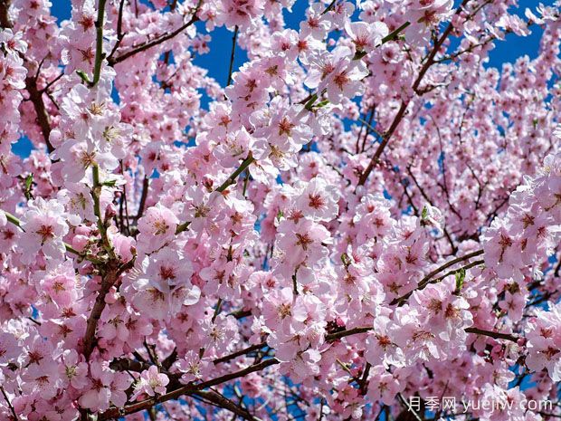 櫻桃花和櫻花的區(qū)別(圖1)