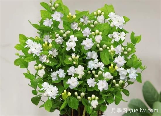 茉莉花的優(yōu)點和缺點(圖1)