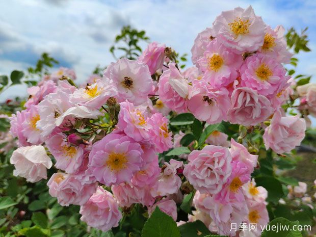 薔薇之美，綻放的絢爛與雋永的韻味(圖1)