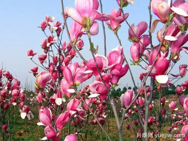 玉蘭花開，春色自來(圖1)