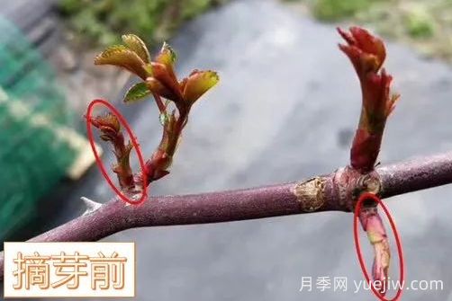 春天來了，你的月季抹芽了嗎？(圖5)