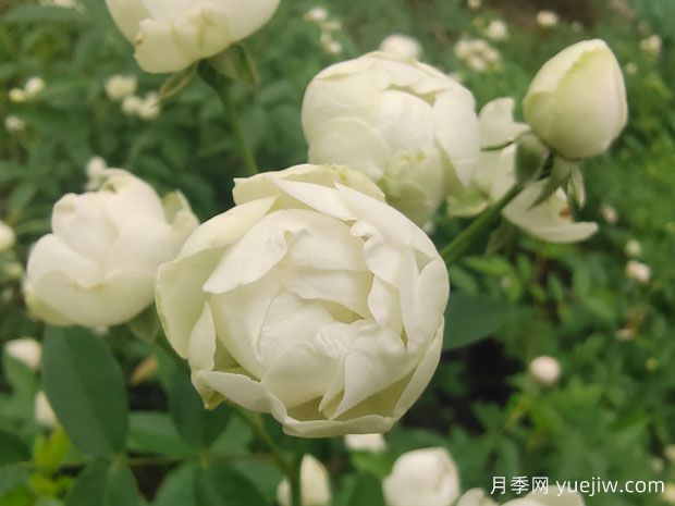 木香花，紅黃橙白木香，爬藤界的鼻祖(圖3)