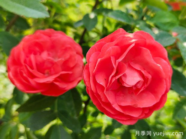 木香花，紅黃橙白木香，爬藤界的鼻祖(圖1)