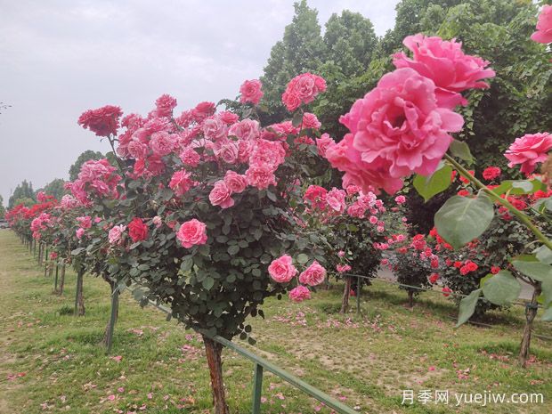 月季花為什么越開(kāi)越小甚至不開(kāi)花？(圖2)