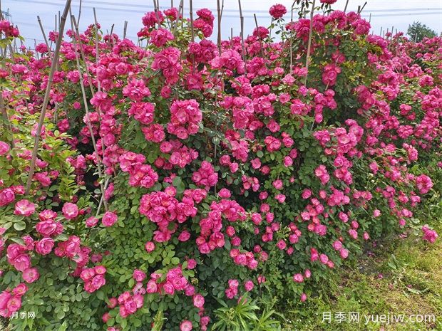 哪里有藤本月季花木賣？哪有大型爬藤月季基地？(圖3)