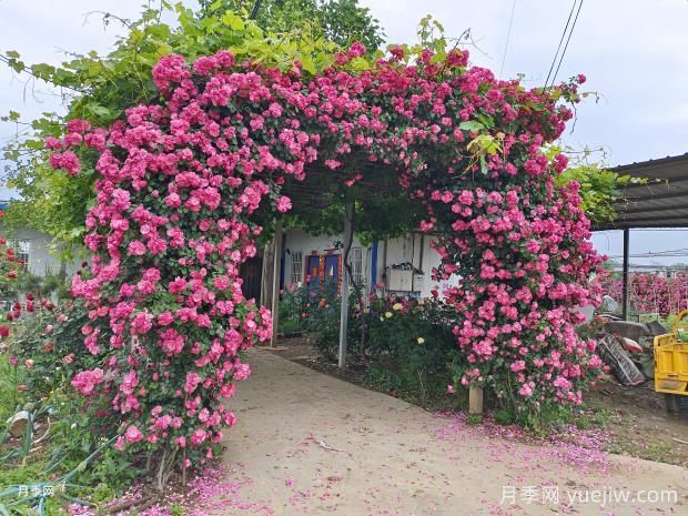 11種美麗的爬藤花卉，抓住春天的美景(圖1)