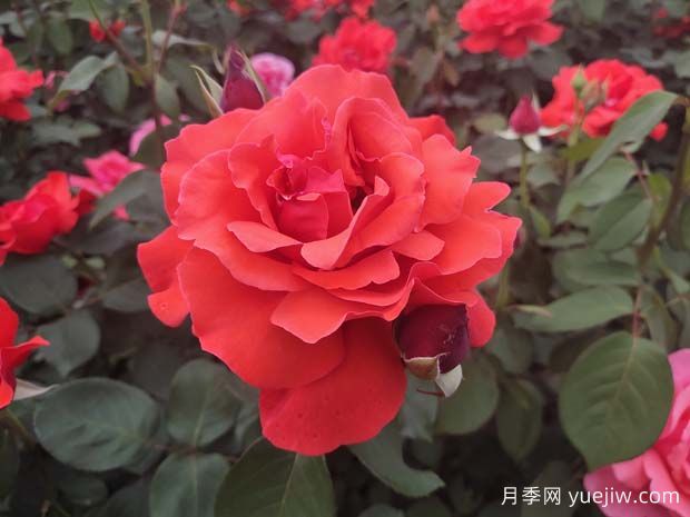 月季、玫瑰、薔薇之間有什么關系？(圖1)