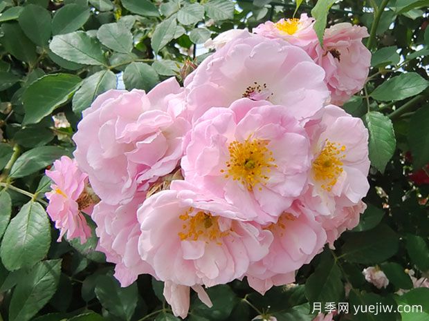 薔薇花怎么施肥？薔薇花施肥方法(圖1)