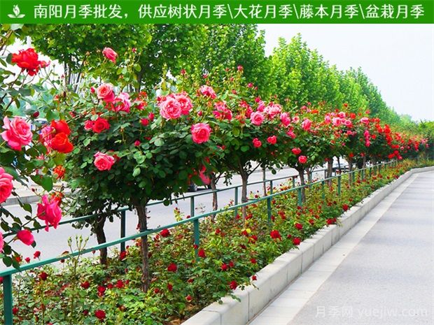 道路綠化帶中常見的開花的樹有什么？(圖1)