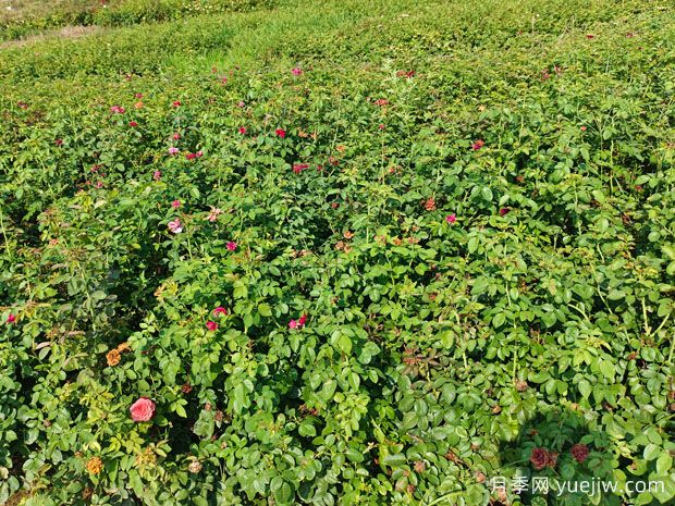 ?薔薇如何開花繁茂？薔薇花與月季花怎么區(qū)別？(圖2)