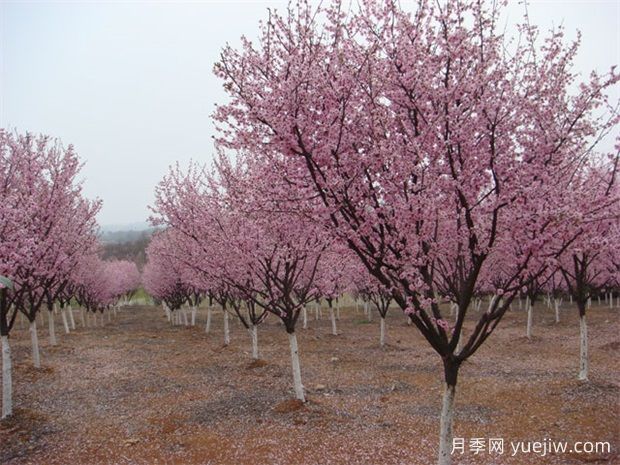 北方城市園林植物八品，一起來細品(圖1)