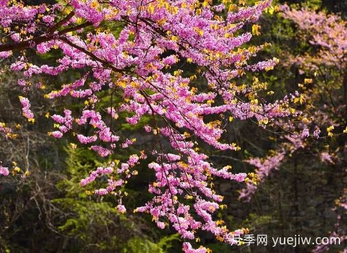 南陽賞花季來啦，2024年春季觀賞指南(圖1)