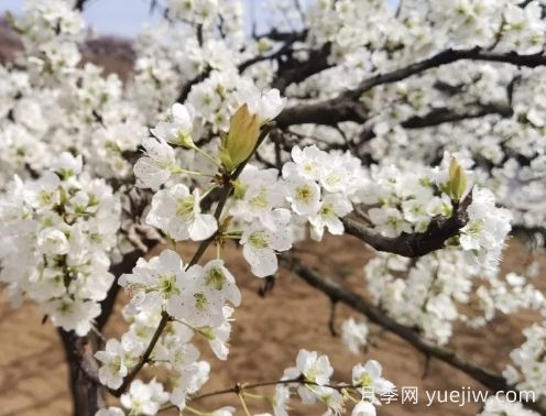 南陽賞花季來啦，2024年春季觀賞指南(圖2)