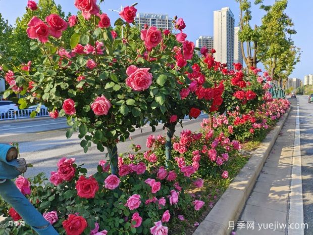 為何城市綠化帶都開始大規(guī)模栽植月季花？(圖1)