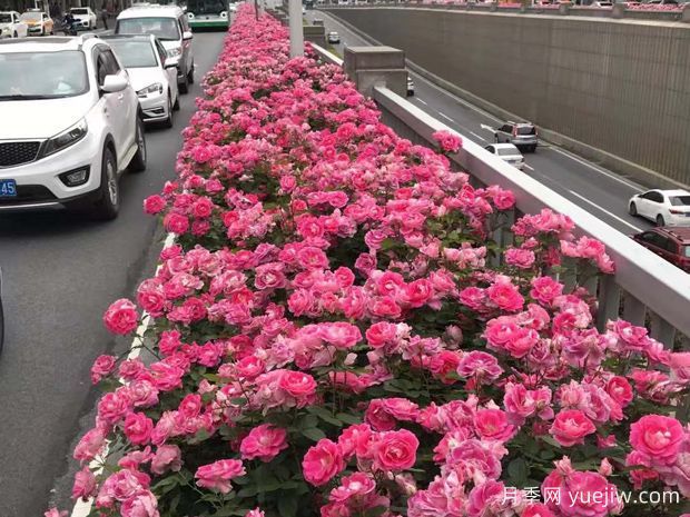 為何城市綠化帶都開始大規(guī)模栽植月季花？(圖3)