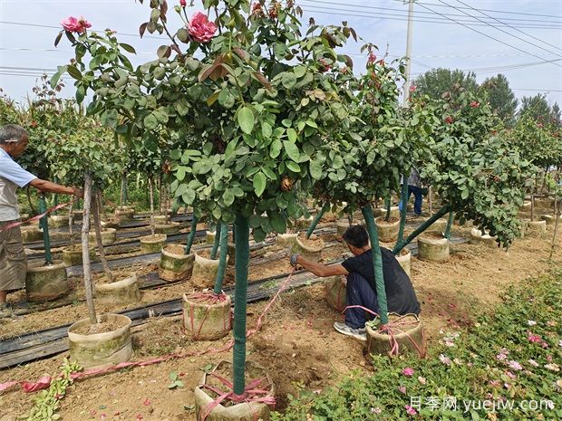 月季樹嫁接一般用什么樹種？月季樹的嫁接要點介紹(圖1)