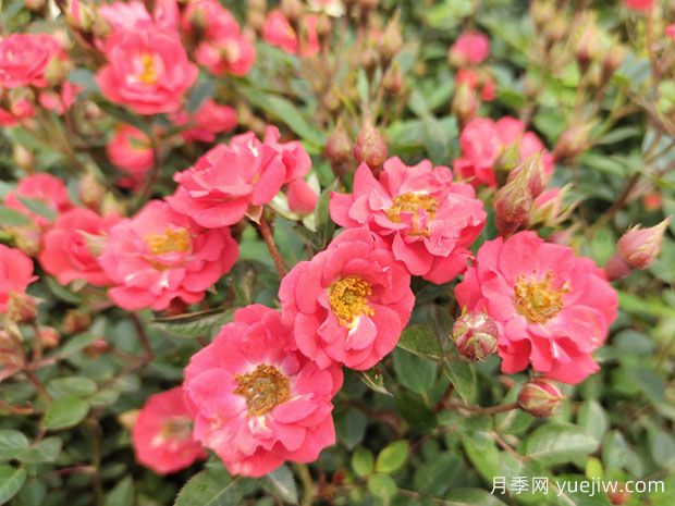 建個(gè)月季小花園，種盆栽月季，品茶賞花(圖1)