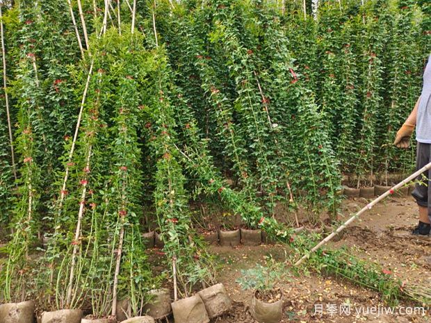 春季花卉苗木不同種類的修剪要點(圖1)