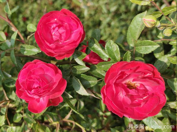 木香花和薔薇花的區(qū)別(圖1)