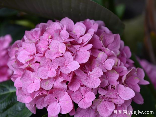 繡球花開完花后什么時(shí)候修剪？(圖1)