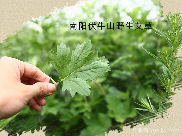 種植哪種藥材更有市場前景？(圖1)