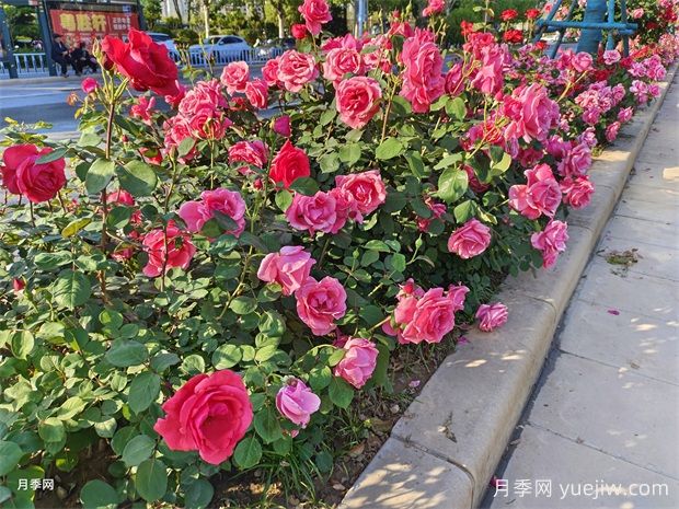 月季花在園林綠化中的妙用與養(yǎng)護(hù)技巧(圖1)