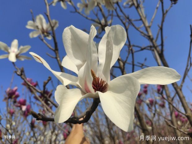 玉蘭花的品種很多，該如何區(qū)分？(圖1)