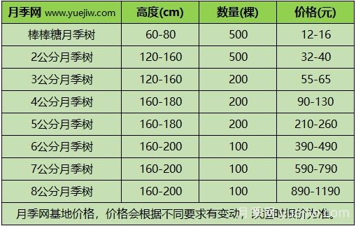 2024年不同規(guī)格月季樹多少錢一棵？樹狀月季價格表？(圖3)