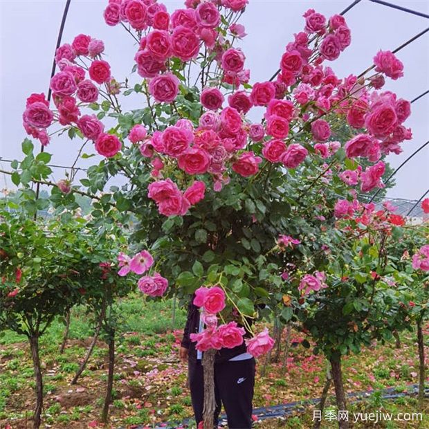 月季花花期過后怎么處理(圖1)