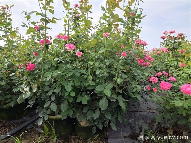 夏天月季光桿沒有芽點怎么辦(圖1)