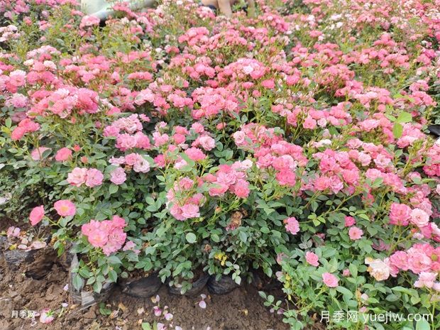 月季花大膽去追肥，以磷鉀肥為主促進(jìn)開花量(圖2)