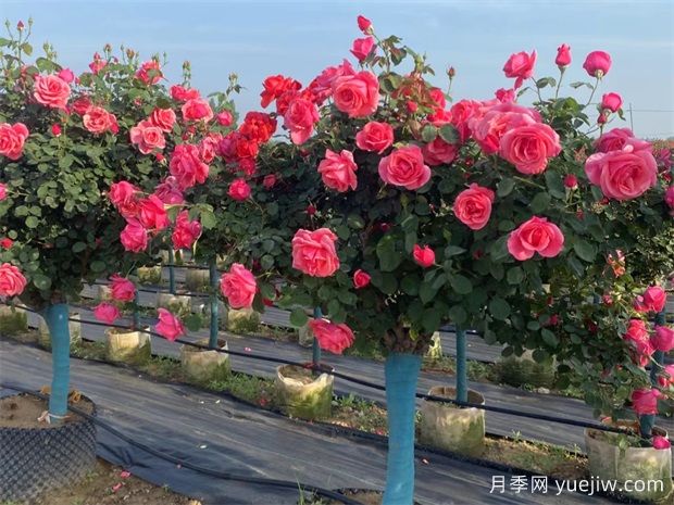 庭院一定要種植兩棵樹(shù)狀月季，花量大韻味十足(圖1)