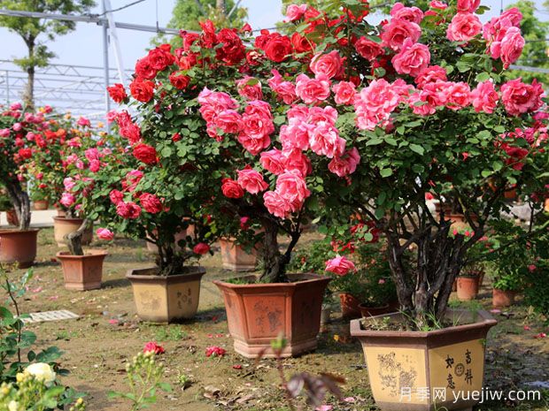 庭院一定要種植兩棵樹(shù)狀月季，花量大韻味十足(圖2)