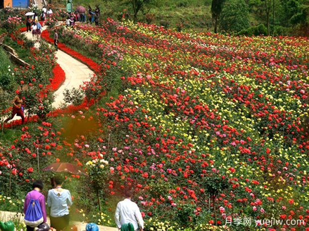 月季名園：達(dá)州成都山花纖谷玫瑰園(圖2)