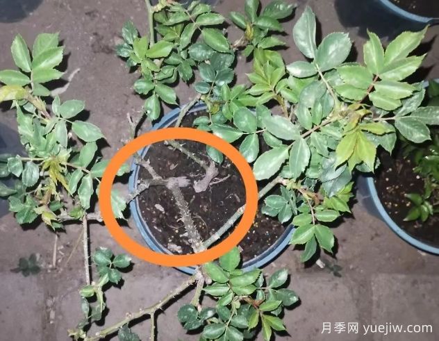 月季怎么抹芽？詳細(xì)教程來啦，照著做，爆花很簡單(圖2)