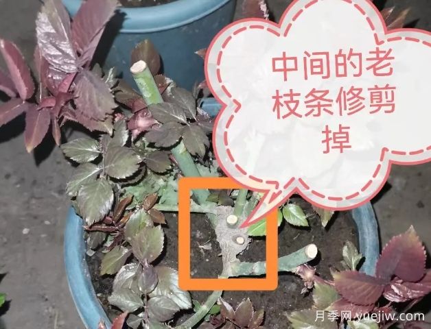 月季怎么抹芽？詳細(xì)教程來啦，照著做，爆花很簡單(圖1)