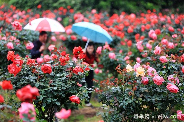 三明沙縣瑯口玫瑰花開(kāi)惹人醉(圖1)