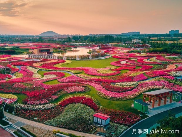 月季花已開！大美南陽等你來！(圖2)