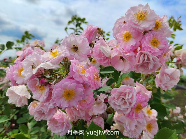 薔薇想要開(kāi)出上千朵花，需要做好這4點(diǎn)(圖1)