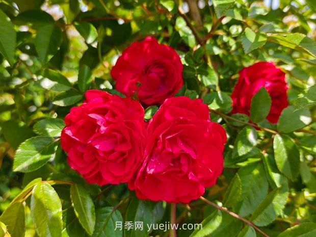 紅木香爬藤月季薔薇基地供應(yīng)(圖1)