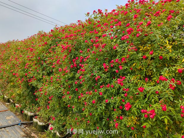 紅木香爬藤月季薔薇基地供應(yīng)(圖2)