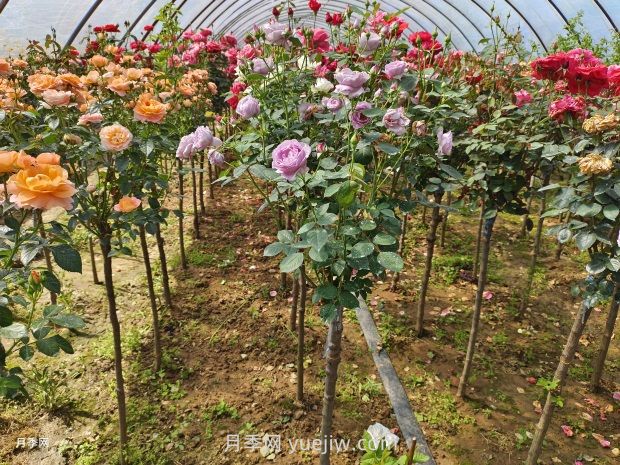 多色歐月薔薇桿樹狀月季棒棒糖月季價格(圖1)